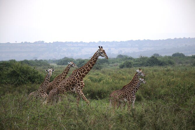 One-day Akagera National Park Game Drive with a Choice 4x4 - Transportation and Comfort