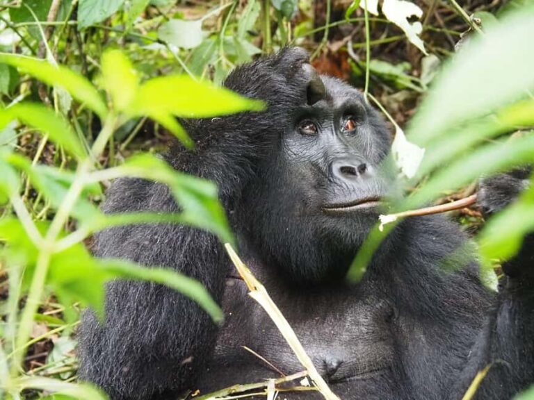 One Day Bwindi Impenetrable Forest Gorilla Trek Tour - Transportation and Logistics