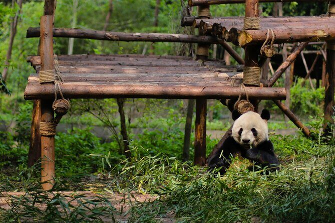 One Day Giant Panda Leisure Private Tour in Chengdu - Authentic Experiences and What You’ll Remember