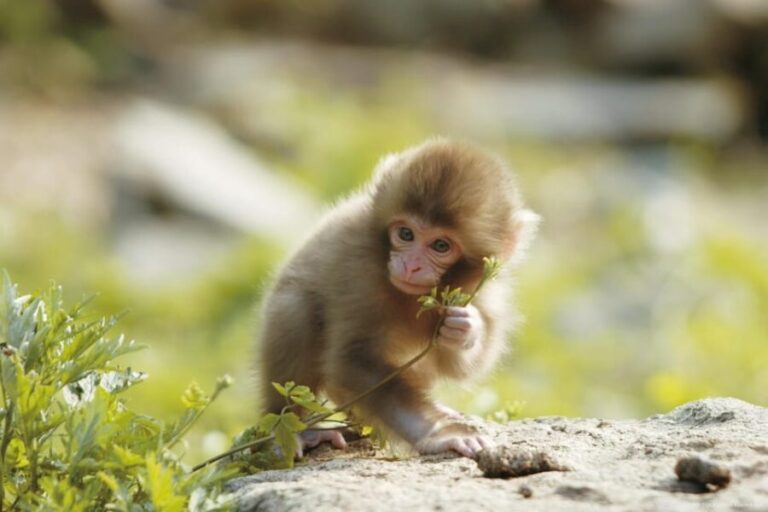 One Day Private Sightseeing tour to Snow Monkey Zenkoji Temp - Who Will Benefit Most?