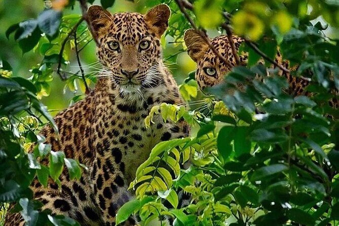 One-Day Safari Tour from Zanzibar with Lunch and Pick Up - What’s Included and What to Consider