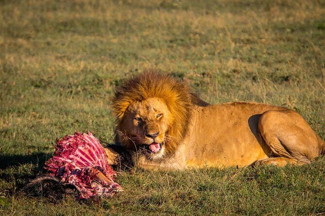 One Day Tour to Maasai Mara Game reserve from Nairobi - Analyzing the Value