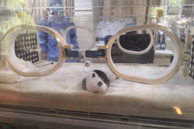 One Day Trip to Chengdu Panda Base and Leshan Buddha Tour - Why Choose This Tour?