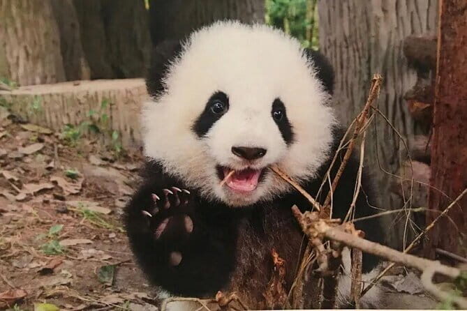 One Day Trip to Chengdu Panda Base and Leshan Buddha Tour - The Sum Up
