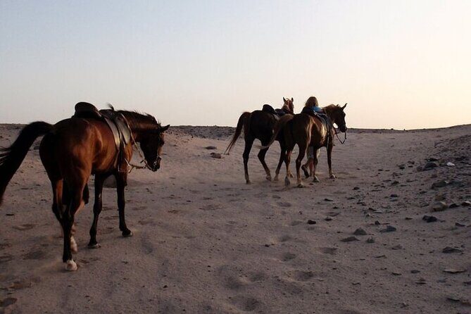 One Hour Horse Riding Beach with Transfer from Hurghada - Who Will Love This Tour?