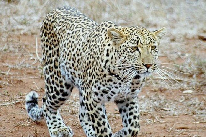 One Night Leopard Tour of Kruger National Park from Nelspruit - Authenticity and value