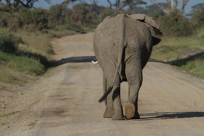 One Night (Mid-range) Amboseli National Park Safari - What’s Included and What to Keep in Mind