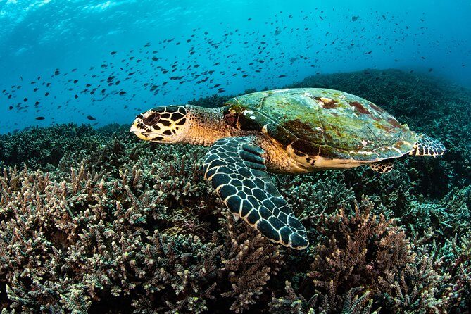 Open Water Course in Nusa Lembongan - Get Certified on remote island (next Bali) - The Itinerary Breakdown: What Will Your Days Look Like?