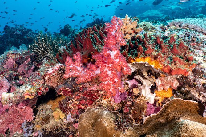 Open Water Course in Pemuteran - Get Certified in Bali - Final Certification and Beyond