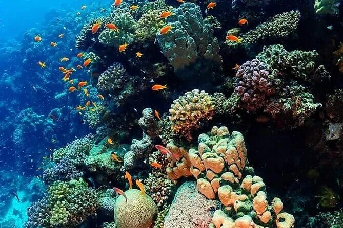 Orange Bay Island Snorkeling with Water Sports in Hurghada - Water Sports and Relaxation