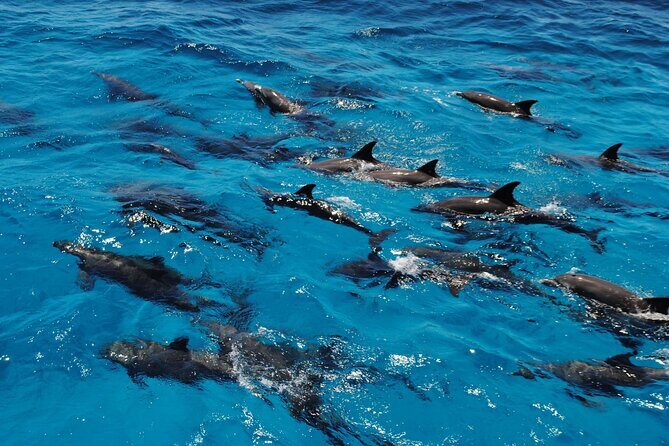 Orange Bay snorkeling tour with Lunch - water sports - The Value Proposition