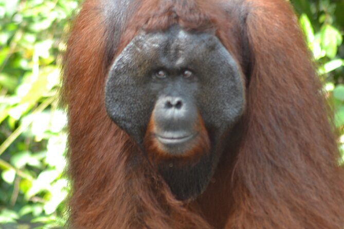 Orangutan Houseboat Kelotok Tanjung Puting 3 Days Share Cost - What Makes This Tour Special?