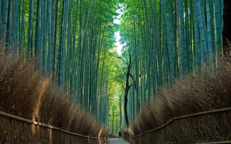 Osaka/Kyoto:Kinkakuji,Arashiyama,FushimiInariShrine,NaraPark - Who Will Love This Tour?
