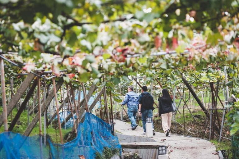 Osaka Winery Tour with Wine Tasting & Vineyard Walk - Why This Tour Is Well Worth It