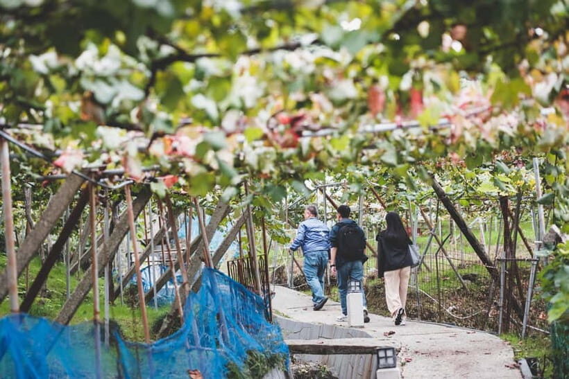 Osaka Winery Tour with Wine Tasting & Vineyard Walk - Why This Tour Is Well Worth It