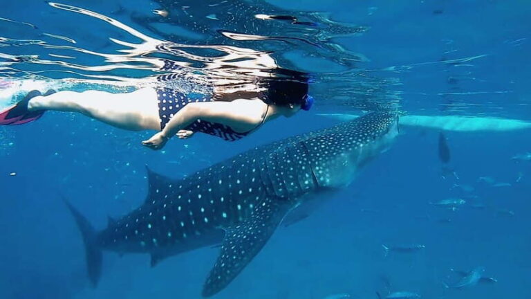 Oslob Whale Shark, Aguinid Falls & Moalboal Snorkeling - Itinerary Breakdown: What to Expect