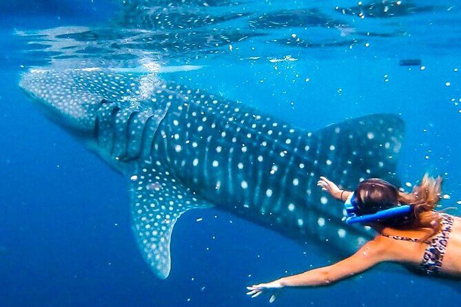 Oslob Whale Shark Encounter, Moalboal Turtles & Monkey Sanctuary - Why This Tour Offers Great Value