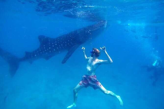 Oslob Whale Shark & Moalboal Sardines & Turtle Private Tour - What’s Included and What to Expect