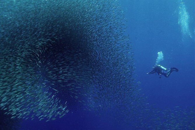Oslob Whale Shark Snorkeling & Pescador & Sardine Run & Turtle - What the Tour Means for You