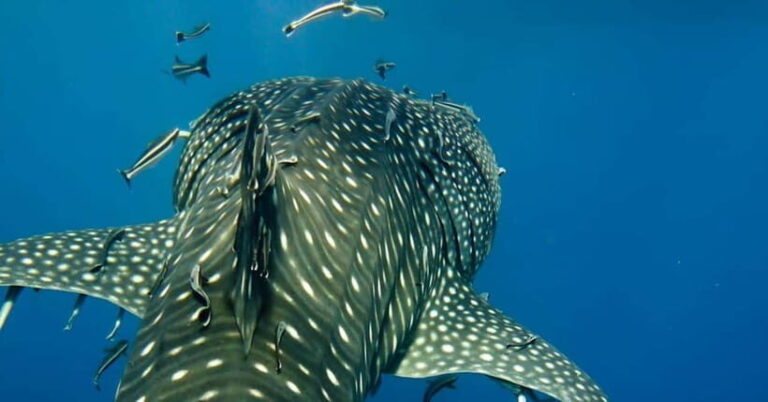 Oslob: Whale Shark Swim & Snorkeling Experience Tour - The Experience of Swimming with Whale Sharks
