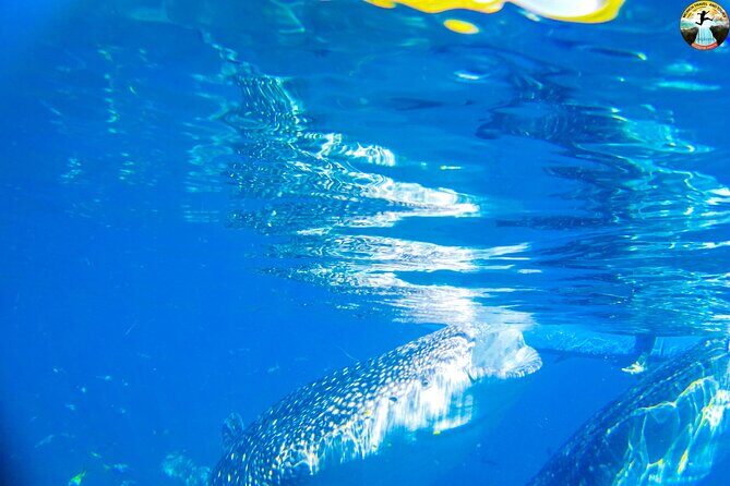 Oslob Whale Shark Swimming and Kawasan Falls Swimming Tour - Who is this tour best for?