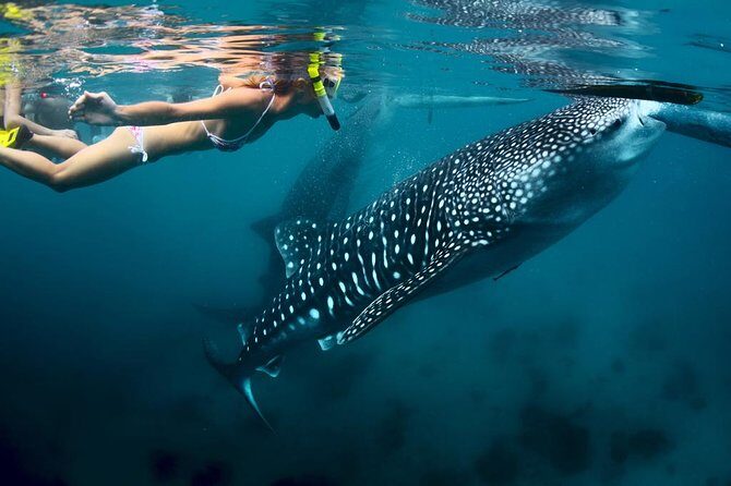Oslob Whale Shark Watching - The Practicalities: What You Need to Know