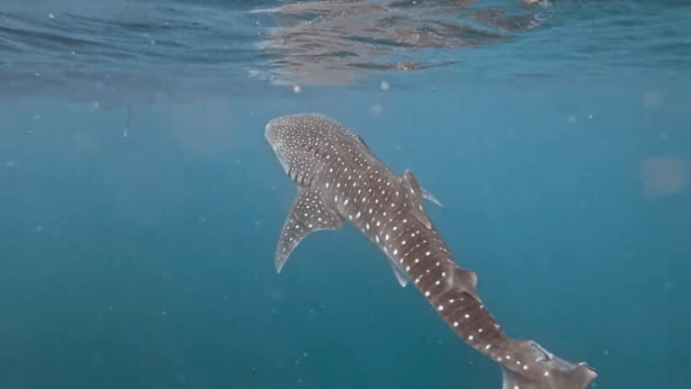 Oslob: Whale Sharks, Tumalog Falls & Sumilon Trio Adventure - What To Expect from Each Stop