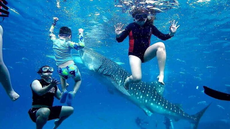 Oslob: Whaleshark Swimming, Inambakan Falls & Moalboal Tour - How the Day Unfolds