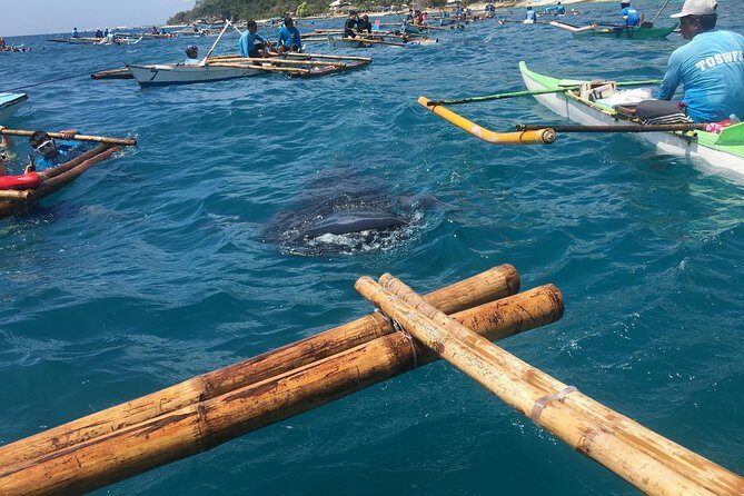 Oslob WhaleSharks, Aguinid Falls & Kawasan Main (Gatorade) Falls - Practical Tips for Your Tour
