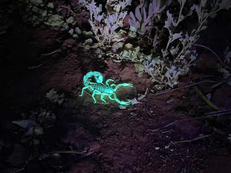 Oudtshoorn: Night Time Nature Walk - Authenticity and Authentic Experience