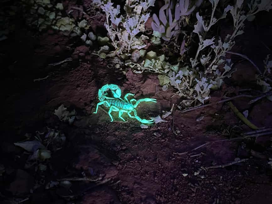 Oudtshoorn: Night Time Nature Walk - Authenticity and Authentic Experience