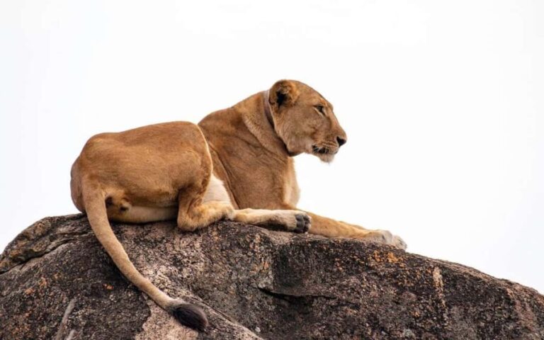 Our Top-Best 3-day Tanzania Joining Group Safari - What Sets This Safari Apart?