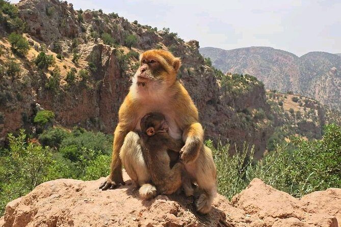 Ouzoud Waterfall Day Trip From Marrakech - Transportation and Comfort