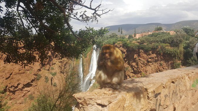 Ouzoud Waterfalls Day Trip from Marrakech - Authenticity and Cost-Effectiveness