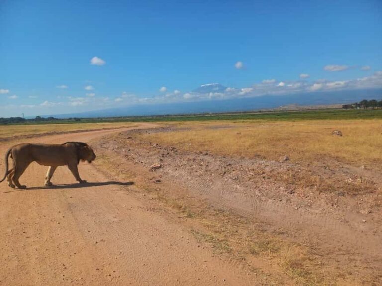 OVER NIGHT AMBOSELI PARK FROM NAIROBI BUDGET SAFARI. - Itinerary Breakdown