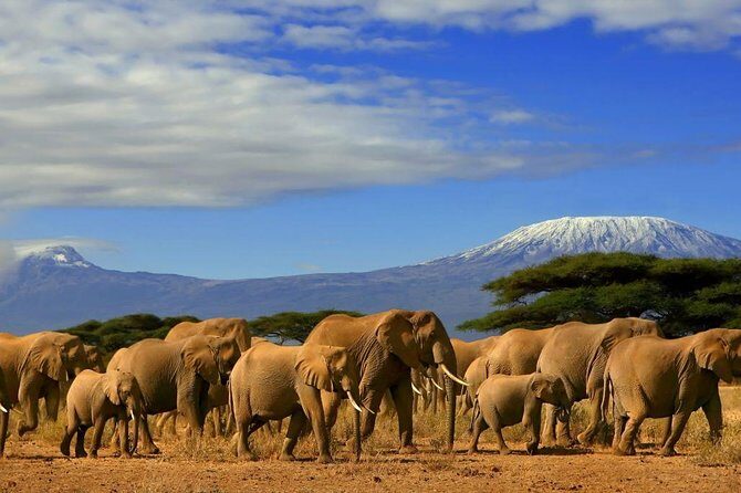 Overnight Amboseli National Park Safari from Nairobi - What Do Travelers Say?