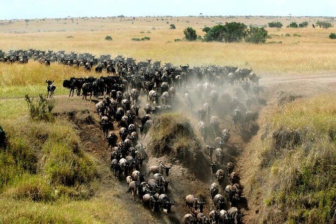 Overnight Maasai Mara Private Safari From Nairobi - The Value of This Safari