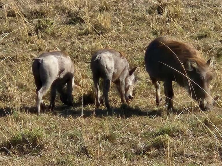 Overnight Private Safari To Masai Mara From Nairobi - FAQ