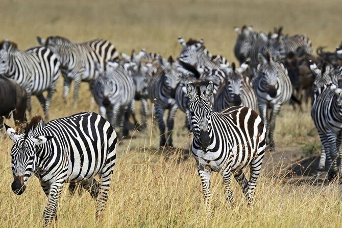 Overnight private Safari to Masai Mara National Reserve. - Why the Experience Stands Out