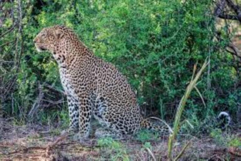 Overnight Private Safari to Severin Camp from Mombasa - The Detailed Itinerary: What to Expect