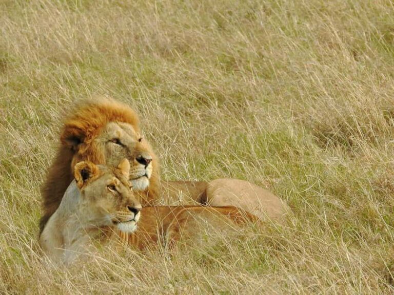 Overnight Safari to Amboseli From Nairobi - The Itinerary in Detail
