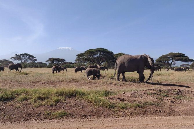 Overnight Safari to Amboseli National Park - Practical Details & Tips