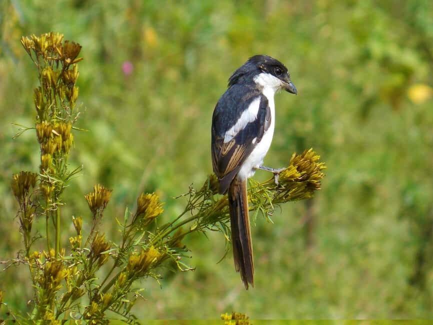 OVERNIGHT SAFARI TO LAKE NAKURU AND LAKE BOGORIA - Who Should Consider This Tour?