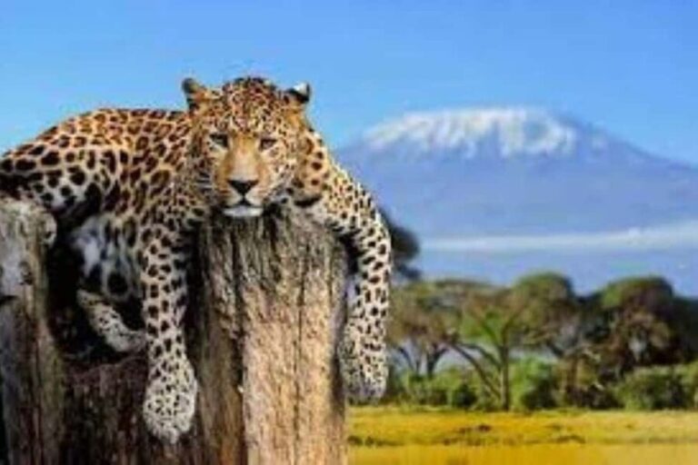 OVERNIGHT SAFARI TO MOUNT KENYA - Entering Mount Kenya’s Realm at Sirimon Gate