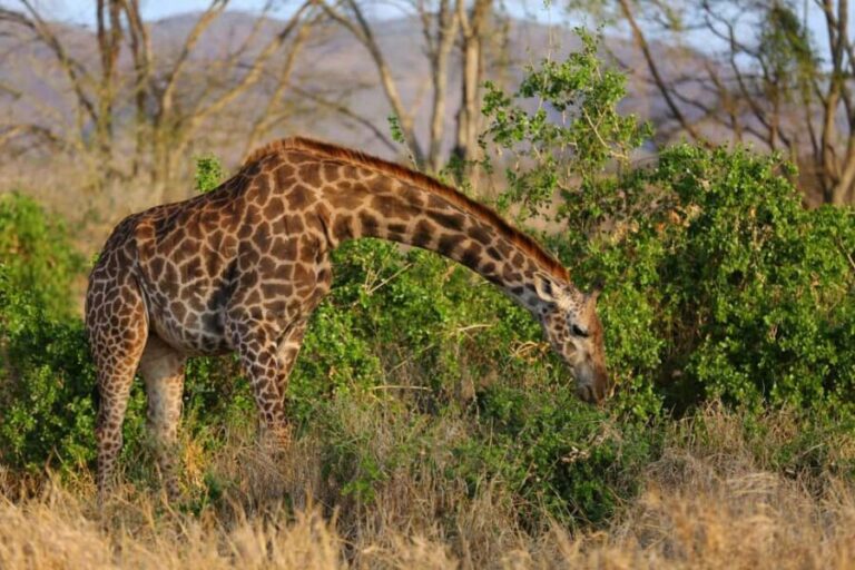 Overnight Safari To Saltlick Lodge from Mombasa or Diani - Authentic Wildlife Encounters and Views