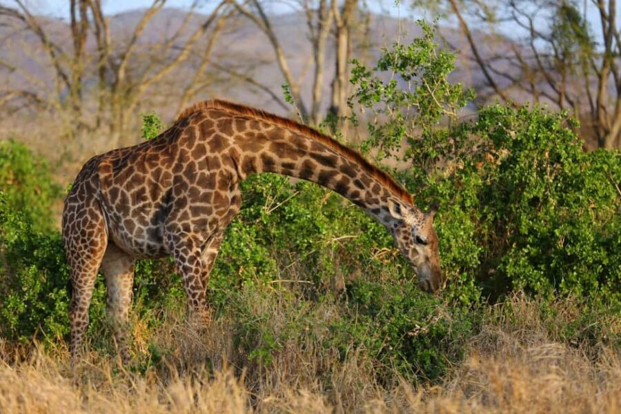 Overnight Safari To Saltlick Lodge from Mombasa or Diani - Authentic Wildlife Encounters and Views
