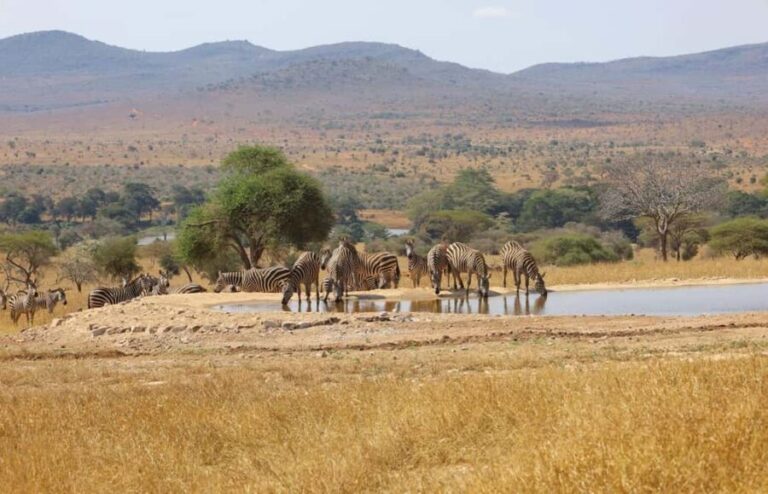 Overnight Safari to Saltlick through Tsavo East Park - Breaking Down the Itinerary: Day 1
