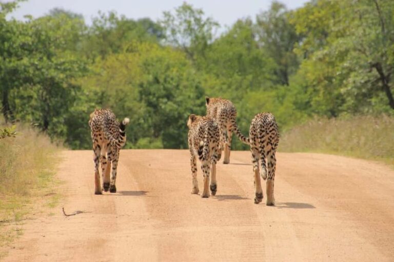 Overnight safari to Tsavo East from Mombasa - The Practicalities: What’s Included and What’s Not