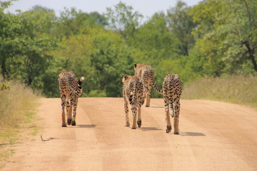 Overnight safari to Tsavo East from Mombasa - The Practicalities: What’s Included and What’s Not