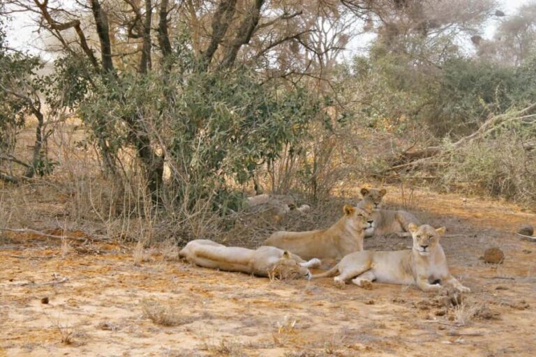 Overnight Safari to Tsavo East National Park from Mombasa - A Closer Look at the Safari Experience